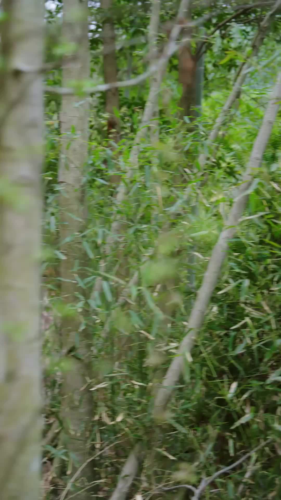 Episode 35