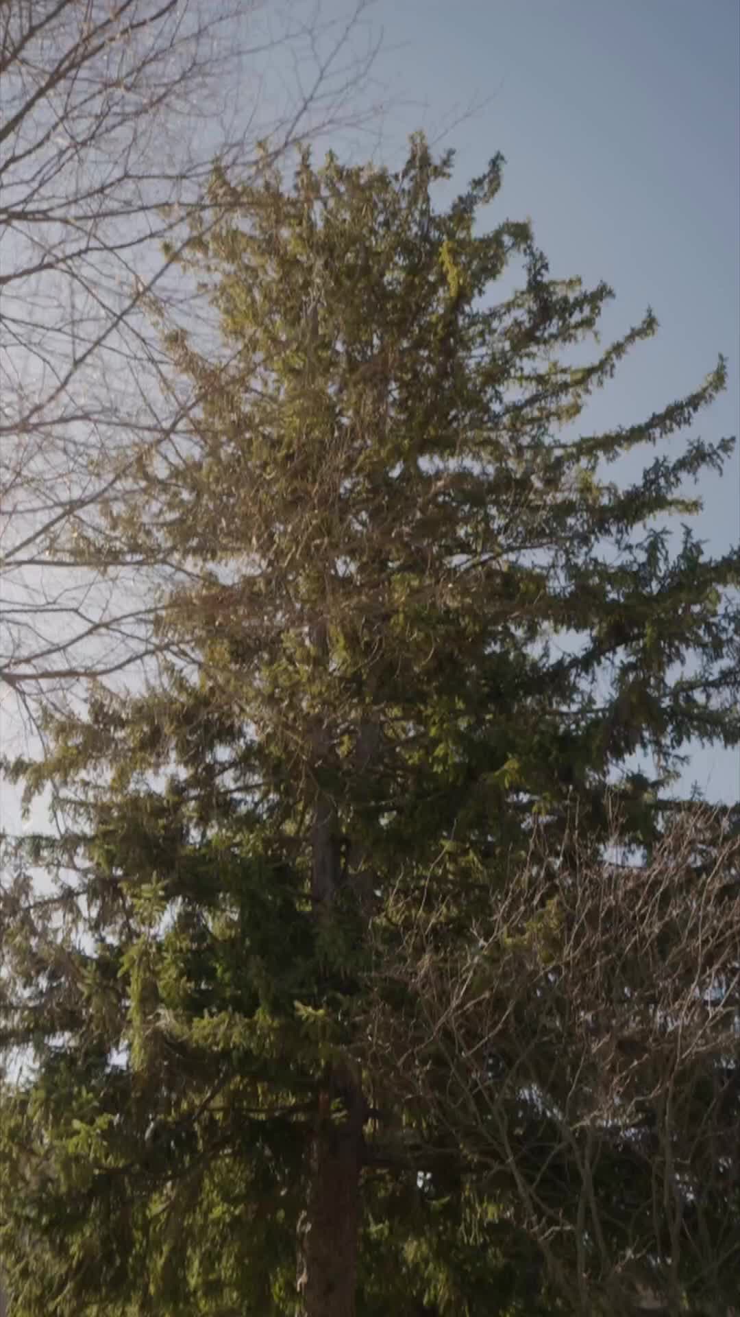 Bölüm 62